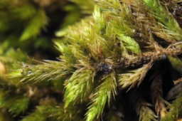 Foto af Gul krumkapsel (Homalothecium lutescens)