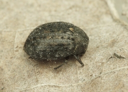 Foto af Cytilus auricomus (Cytilus auricomus) | Standardfoto