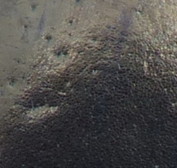 Foto af Agabus unguicularis (Agabus unguicularis) | Detalje