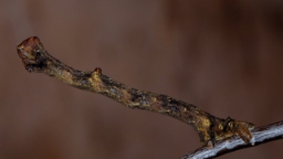 Foto af Grå egemåler (Hypomecis punctinalis) | Larve