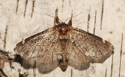 Foto af Karmeliterspinder (Odontosia carmelita) | Hun