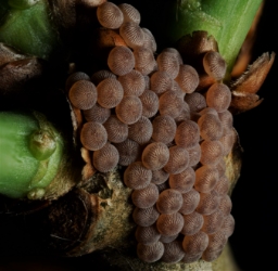 Foto af Rødlig forårsugle (Orthosia miniosa) | Æg
