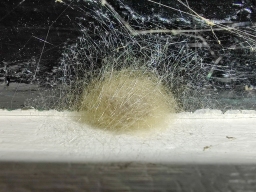 Foto af Grå sektoredderkop (Zygiella x-notata) | Frederik Leck Fischer