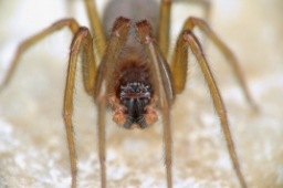 Foto af Pandava laminata (Pandava laminata) | Han