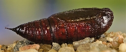 Foto af Rødlig forårsugle (Orthosia miniosa) | Puppe