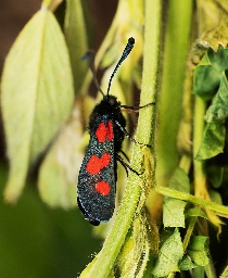 Foto af Kløver-køllesværmer (Zygaena trifolii) | Hun