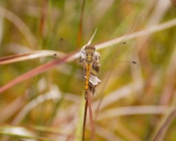 Foto af Sort hedelibel (Sympetrum danae) | Hun
