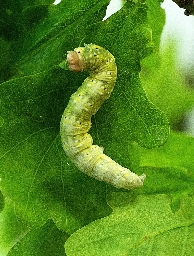 Foto af Mosgrøn uglespinder (Polyploca ridens) | Larve