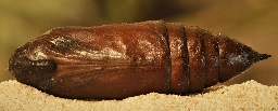 Foto af Ligustersværmer (Sphinx ligustri) | Puppe