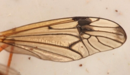 Foto af Dictenidia bimaculata (Dictenidia bimaculata) | Detalje