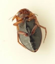 Foto af Hygrotus impressopunctatus (Hygrotus impressopunctatus) | Standardfoto