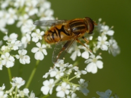 Foto af Krat-sumpsvirreflue (Parhelophilus frutetorum) | Standardfoto