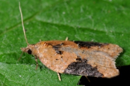 Foto af Acleris laterana (Acleris laterana) | Standardfoto