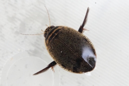 Foto af Stribet skivevandkalv (Acilius sulcatus) | Han