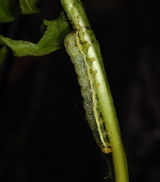Foto af Kålugle (Mamestra brassicae) | Larve
