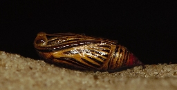 Foto af Okker-måler (Aspitates ochrearia) | Puppe
