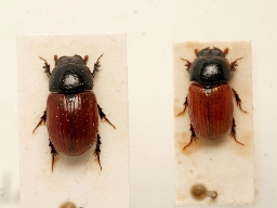 Foto af Aphodius fimetarius (Aphodius fimetarius) | Sammenligningsbillede. Aphodius pedellus han tv, Aphodius fimetarius han th