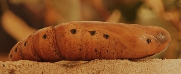 Foto af Oleandersværmer (Daphnis nerii) | Puppe