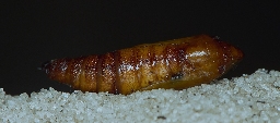 Foto af Bornholmsk perikonmåler (Aplocera plagiata) | Puppe