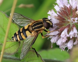 Foto af Nordlig sumpsvirreflue (Helophilus affinis) | Hun