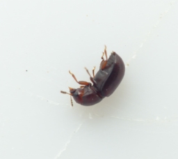 Foto af Cis castaneus (Cis castaneus) | Standardfoto