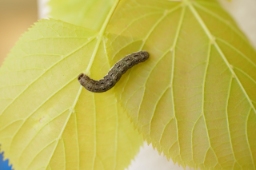 Foto af Linde-septemberugle (Tiliacea citrago) | Larve