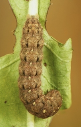 Foto af Caradrina kadenii (Caradrina kadenii) | Larve