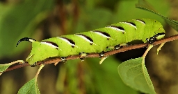 Foto af Ligustersværmer (Sphinx ligustri) | Larve