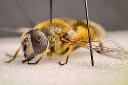 Foto af Have-dyndflue (Eristalis horticola) | Han