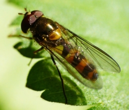 Foto af Bælte-svirreflue (Meliscaeva cinctella) | Han