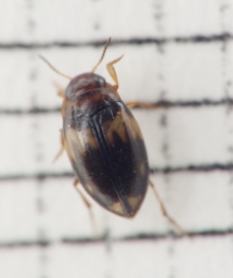 Foto af Hydroglyphus geminus (Hydroglyphus geminus) | Standardfoto