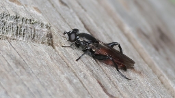 Foto af Fyrre-træsmuldsvirreflue (Chalcosyrphus piger) | Hun