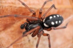 Foto af Nurscia albomaculata (Nurscia albomaculata) | Han