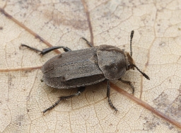 Foto af Matsort ådselbille (Aclypea opaca) | Standardfoto