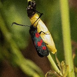 Foto af Kløver-køllesværmer (Zygaena trifolii) | Hun