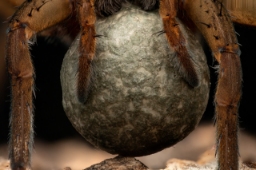 Foto af Dolomedes plantarius (Dolomedes plantarius) | Æg
