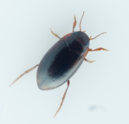 Foto af Hydroporus memnonius (Hydroporus memnonius) | Standardfoto