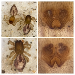 Foto af Porrhoclubiona leucaspis (Porrhoclubiona leucaspis) | De to første danske hunner og deres kønsorganer