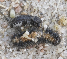 Foto af Strandklanner (Dermestes szekessyi) | Ole Martin