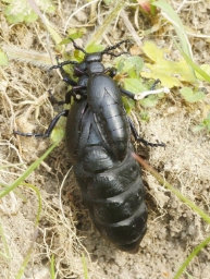 Foto af Sort oliebille (Meloe proscarabaeus) | Standardfoto
