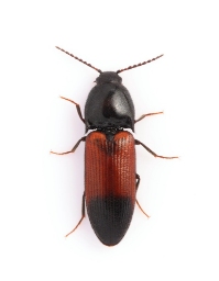 Foto af Tvefarvet skovsmælder (Ampedus balteatus) | Standardfoto