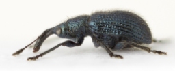 Foto af Neocoenorrhinus pauxillus (Neocoenorrhinus pauxillus) | Mark Gurney
