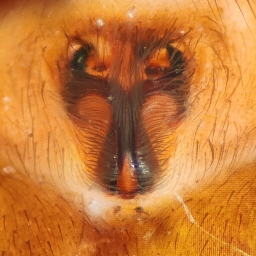 Foto af Felampespinder (Agroeca brunnea) | Hunnens epigyn