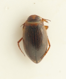 Foto af Hygrotus impressopunctatus (Hygrotus impressopunctatus) | Standardfoto