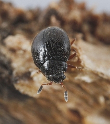 Foto af Aspidiphorus orbiculatus (Aspidiphorus orbiculatus) | Standardfoto
