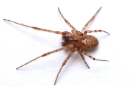 Foto af Grå sektoredderkop (Zygiella x-notata) | Han