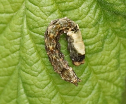 Foto af Rosenplet (Thyatira batis) | Larve