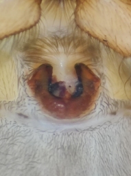 Foto af Haplodrassus umbratilis (Haplodrassus umbratilis) | Frederik Leck Fischer