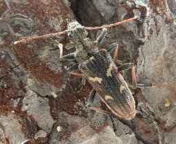 Foto af Båndet tandbuk (Rhagium bifasciatum) | Standardfoto