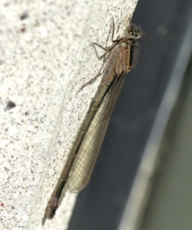 Foto af Stor farvevandnymfe (Ischnura elegans) | Hun